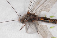 Ululodes quadripunctatus