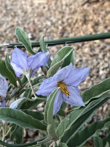 Solanum elaeagnifolium iNat (3)