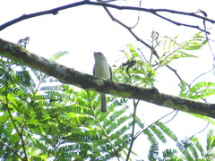 Myiopagis caniceps
