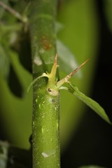 Hydrolea uniflora