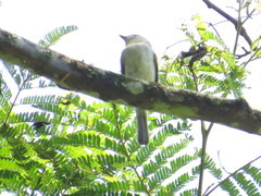 Myiopagis caniceps