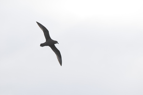 Petrel aligrande (Pterodroma macroptera)