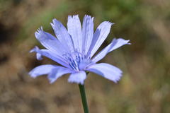 Cichorium intybus