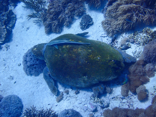 Loggerhead Sea Turtle — seen at this dive site
