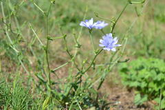Cichorium intybus