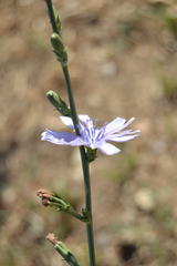 Cichorium intybus