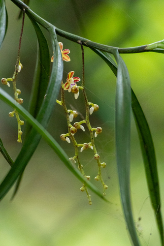 Cleisostoma tenuifolium, photograph 4