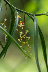 Cleisostoma tenuifolium, photograph (c) sunnyjosef, some rights reserved (CC BY)