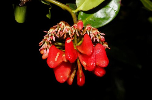 Marcgravia domingensis (Marcgravia domingensis)