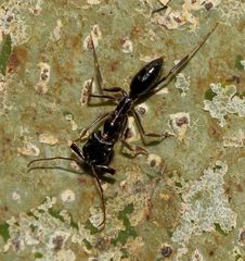 Odontomachus troglodytes