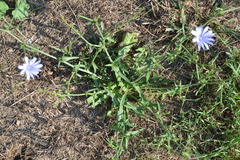 Cichorium intybus