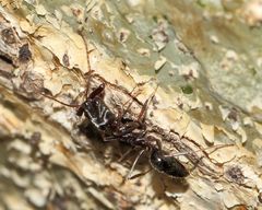 Odontomachus troglodytes