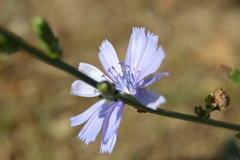 Cichorium intybus