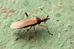 Dicranocephalus caffer