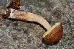 Leccinellum pseudoscabrum