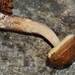 Hazel Bolete - Photo (c) David Renoult, some rights reserved (CC BY-NC), uploaded by David Renoult