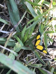 Cyllopoda jatropharia