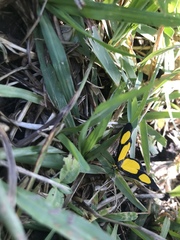 Cyllopoda jatropharia