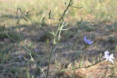 Cichorium intybus