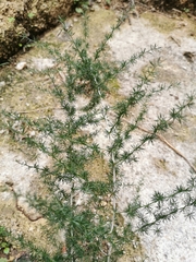 Asparagus acutifolius