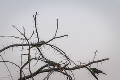 Histurgops ruficauda