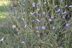 Cichorium intybus