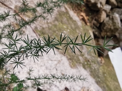 Asparagus acutifolius