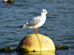 Chroicocephalus ridibundus