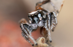 Habronattus clypeatus