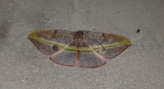 Hypochrosis iris