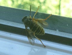 Temnostoma alternans