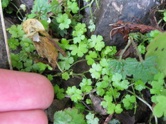 Hydrocotyle heteromeria