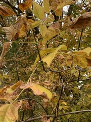 Acer negundo