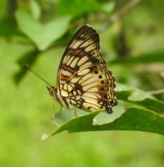 Junonia sophia sophia