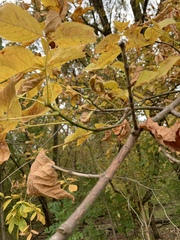 Acer negundo