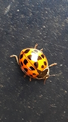 Harmonia axyridis