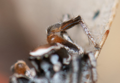Habronattus clypeatus