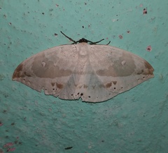 Cyclidia substigmaria