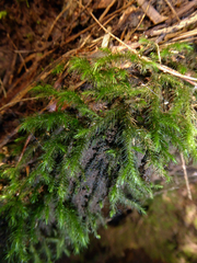 Echinodiopsis hispida