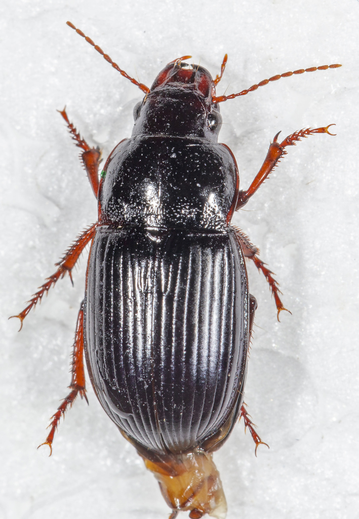 Parapercosia