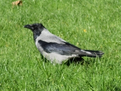 Corvus cornix