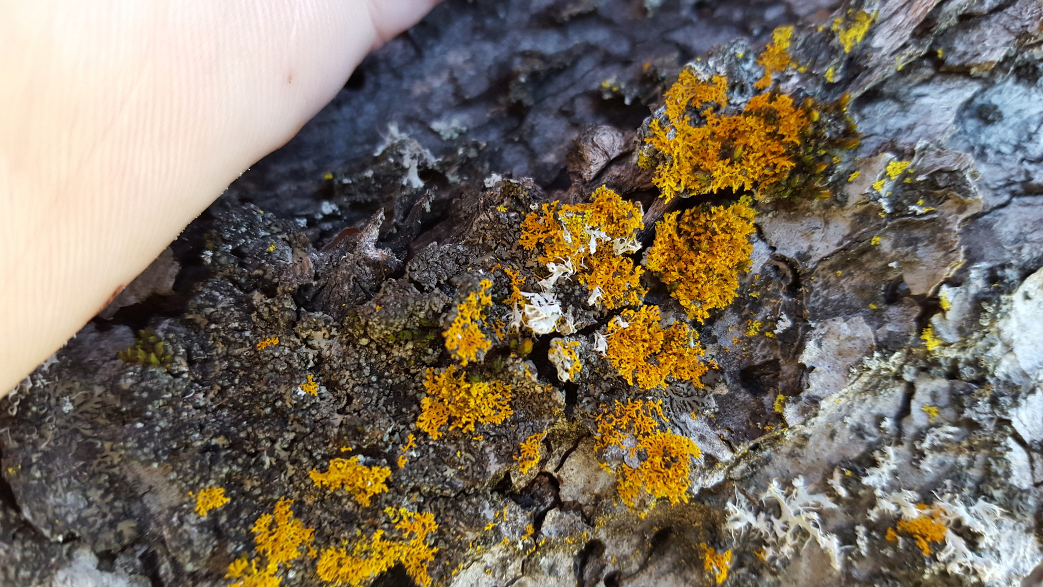 Xanthoria ulophyllodes image