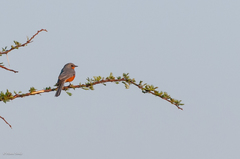 Melaenornis semipartitus