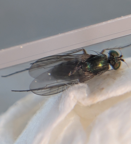 Dolichopus nitidus