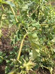 Datura ferox