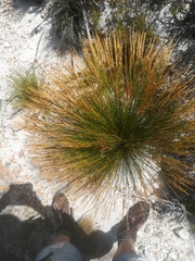 Elegia filacea