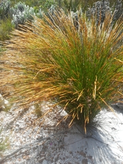 Elegia filacea