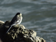 Motacilla alba