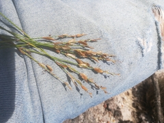 Elegia filacea