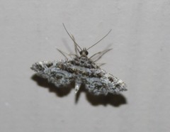 Diasemiopsis leodocusalis